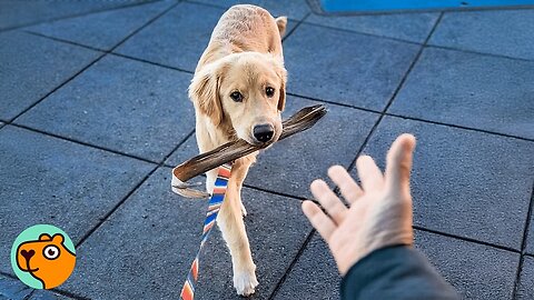 Golden Retriever Refuses to Let Go of His "Treasures" | Cuddle Buddies