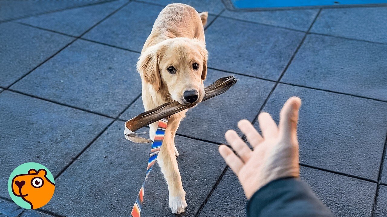 Golden Retriever Refuses to Let Go of His "Treasures" | Cuddle Buddies