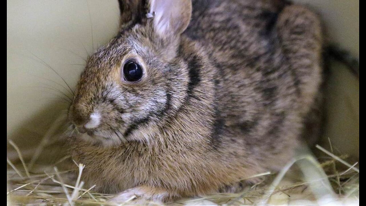 Trump Admin EPA to Eliminate All Animal Testing