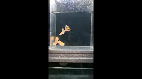 guppy