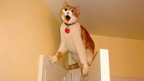 Adorable Cats & Kittens 🐱 | Cute Cat Compilation 2025 That Will Melt Your Heart