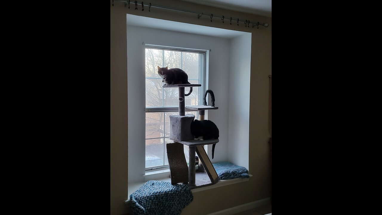 Those Albino Brain Jiggers are back