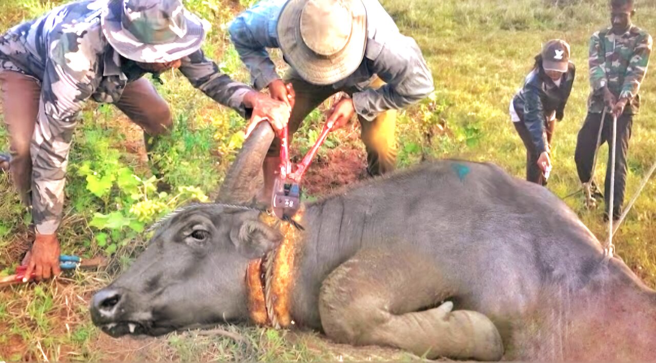 Wild buffalo saved from death 😲😲