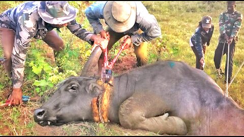 Wild buffalo saved from death 😲😲