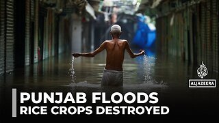 Severe flooding in Punjab destroys rice crops worth billions, rescue efforts underway