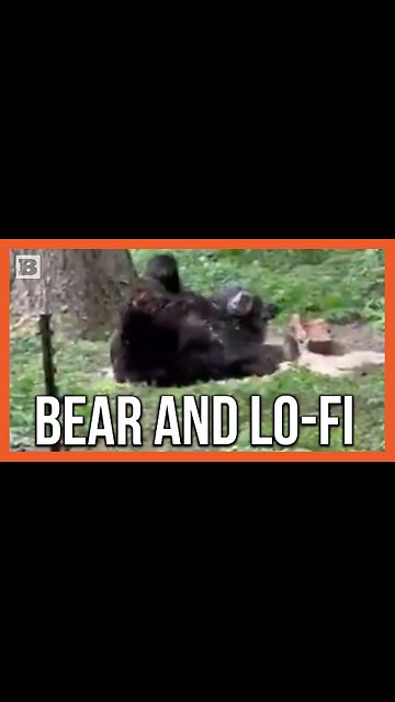 Black Bear Lives Its Best Life, Rolls Around in Pine Shavings