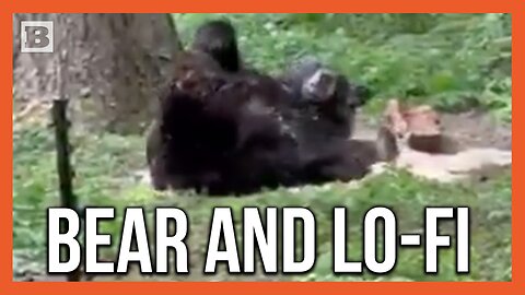 Black Bear Lives Its Best Life, Rolls Around in Pine Shavings