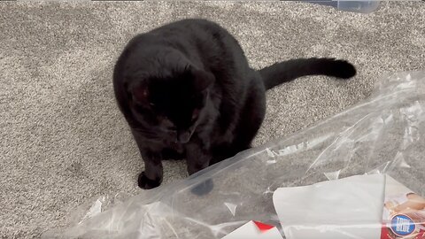 Cute Precious Piper Wants the Office to Be Clean - Adopting a Cat from a Shelter Vlog