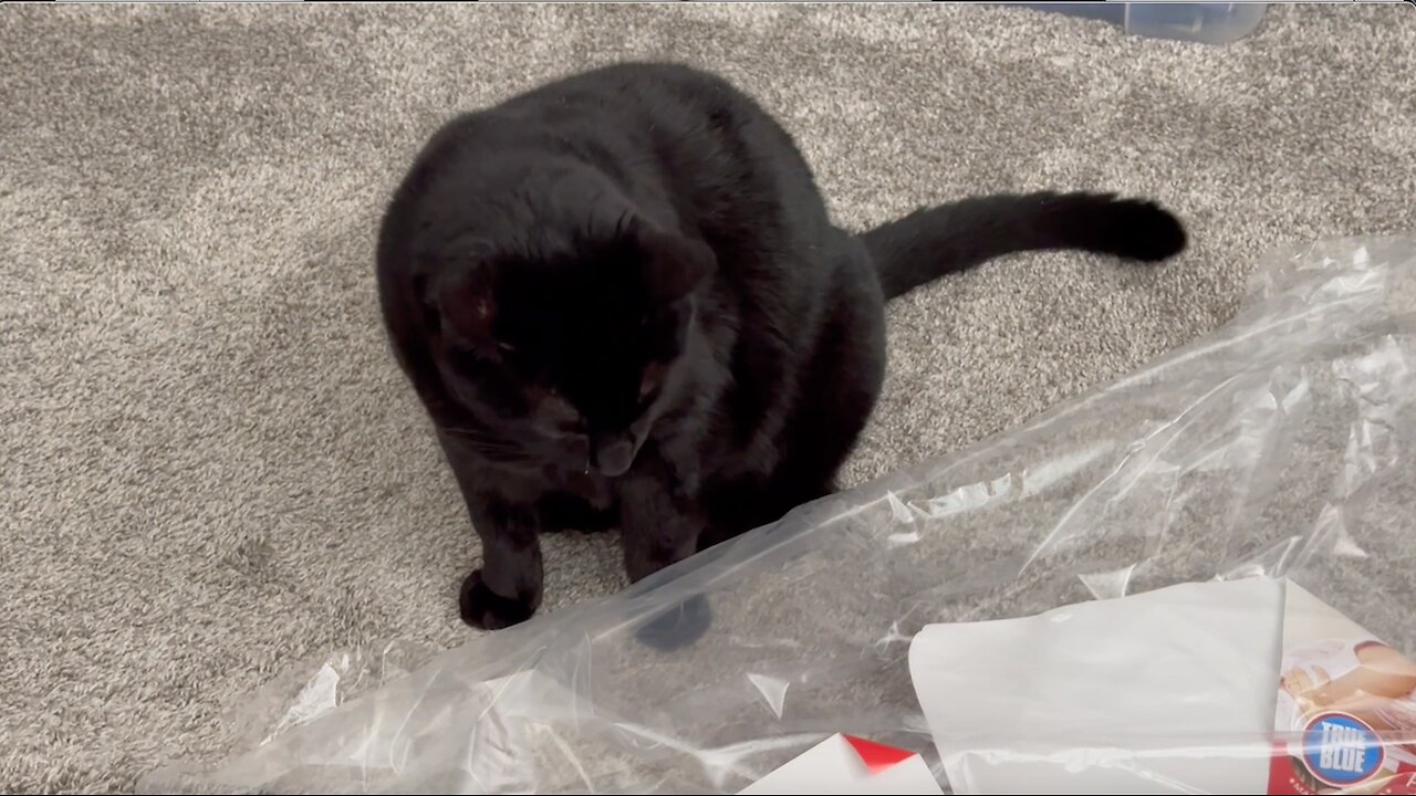Cute Precious Piper Wants the Office to Be Clean - Adopting a Cat from a Shelter Vlog