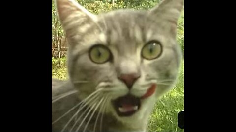 Little cat hears a new noise in the garden