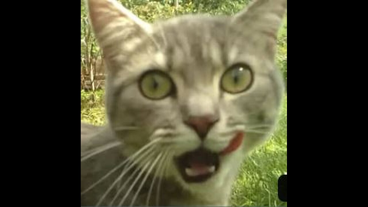 Little cat hears a new noise in the garden