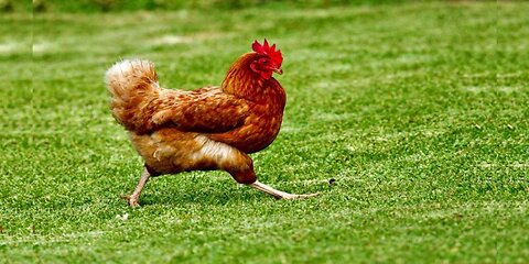 Five-Year-Old Florida Boy Decides to 'Eat Mor Chikin' - Alone