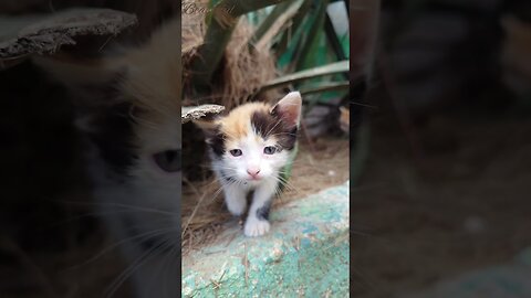 New Born Kittens in Their Safe Habitat Under The Watchful Eyes Of Mama Cat 🐈🐈🐈😺💚