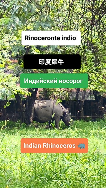 A symbol of raw power and ancient majesty. #IndianRhinoceros #WildlifeIndia