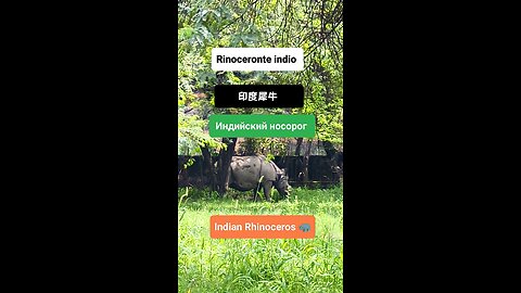 A symbol of raw power and ancient majesty. #IndianRhinoceros #WildlifeIndia