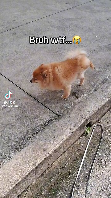 The Most Impressive Dog Tricks