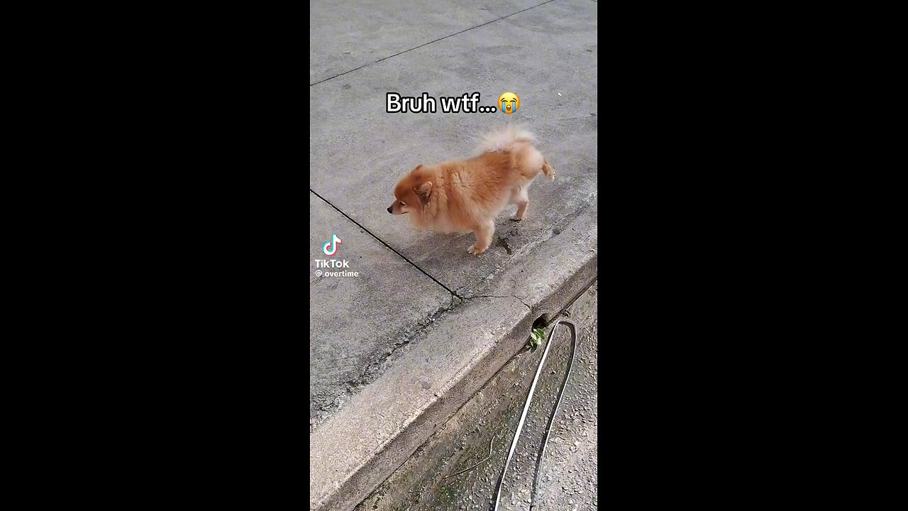 The Most Impressive Dog Tricks