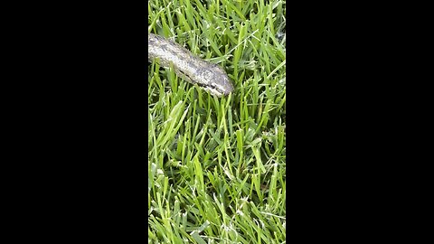 Snake on the grass