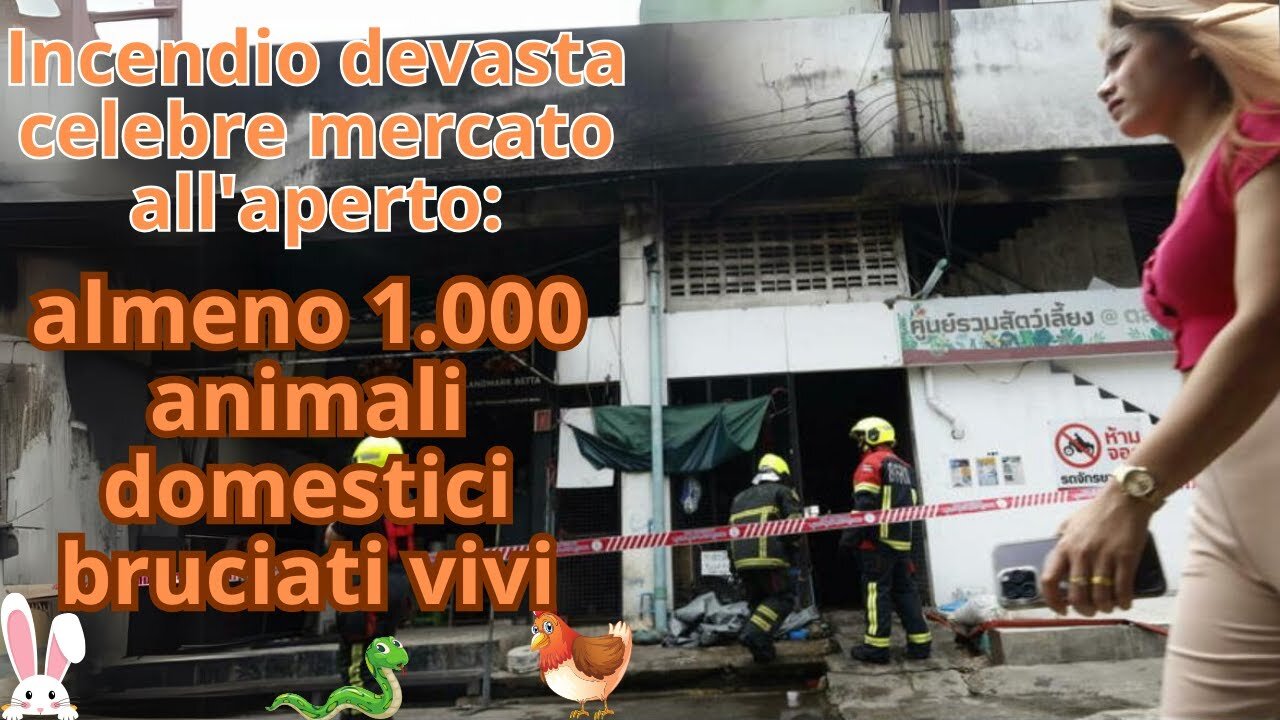 Incendio in Thailandia: almeno 1000 animali domestici bruciati vivi