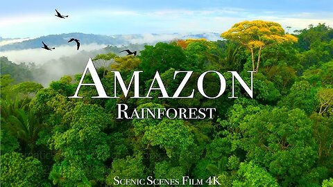 Amazon rainforest _ Ecosystems