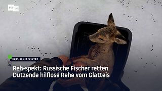 Reh-spekt: Russische Fischer retten Dutzende hilflose Rehe vom Glatteis