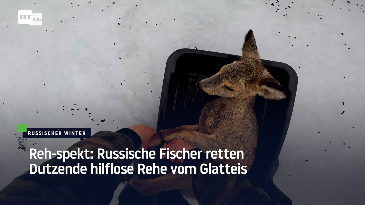 Reh-spekt: Russische Fischer retten Dutzende hilflose Rehe vom Glatteis