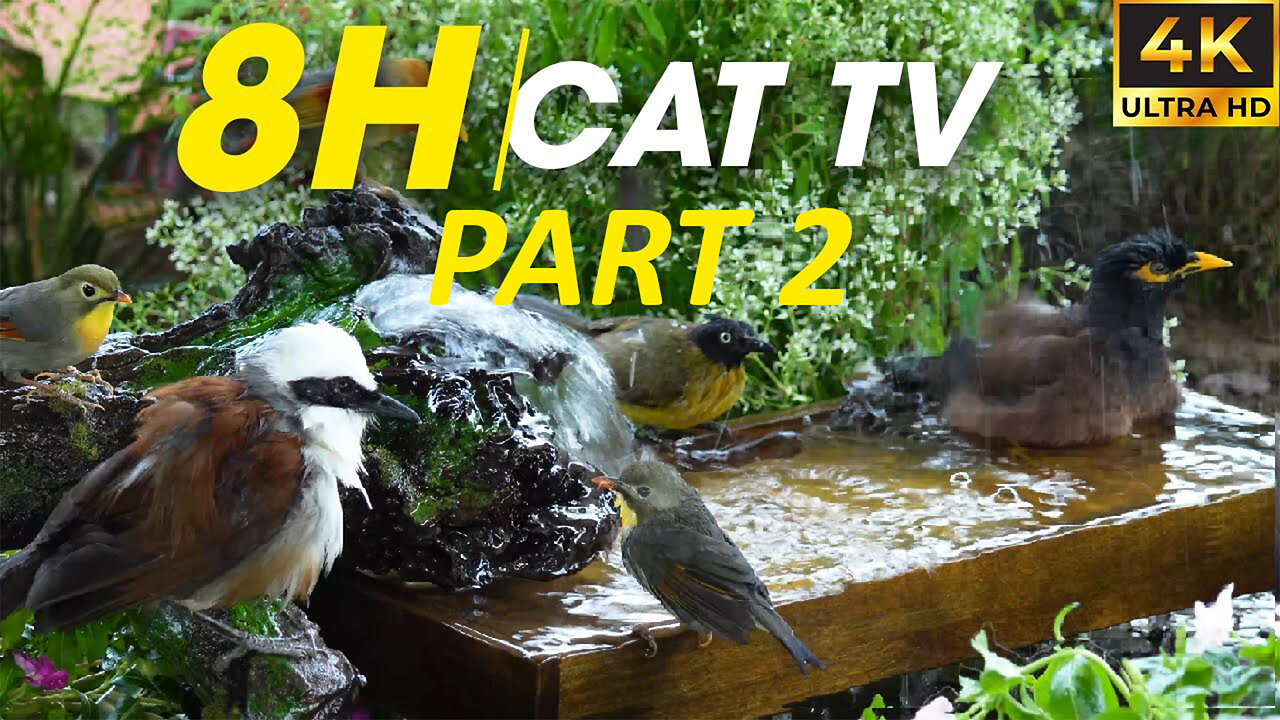 Cat TV For Cats To Watch: Hypnotic Bird Watching for Curious Cats - CatTV Central PART 2