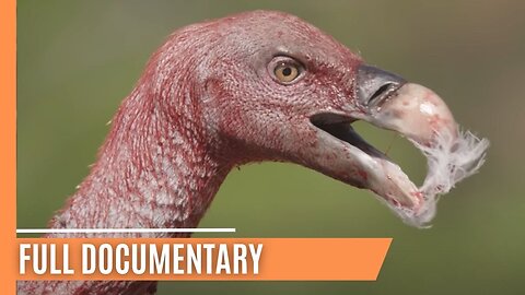 Dangerous Ties - Grizzly Mothers, Jaguar Secrets, and Eagle Bonds | Full Documentary