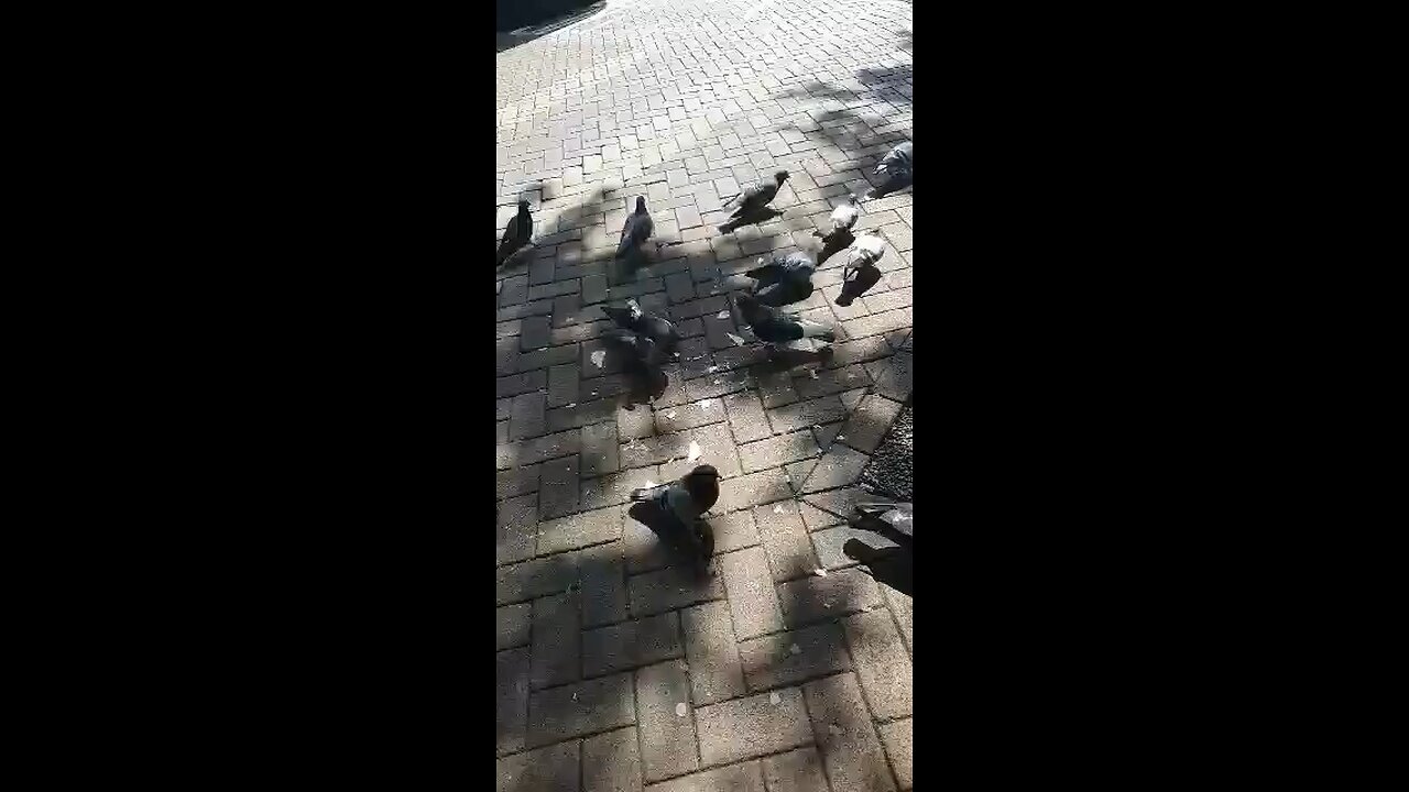 Be good with animals