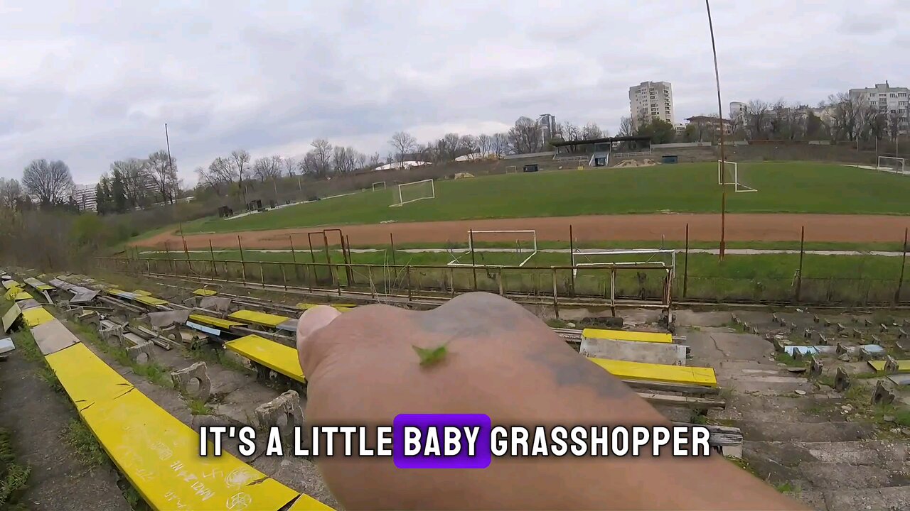 Bulgarian Baby Grasshopper Encounter 🦗