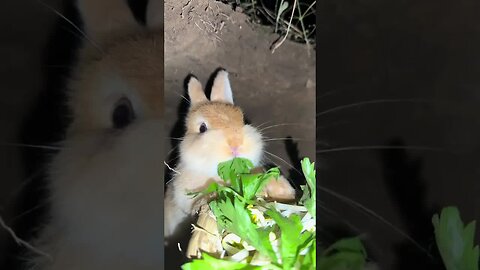 The little rabbit is chewing the leaves in the hole rhythmically. Cute pet debut plan. Rabbit. C