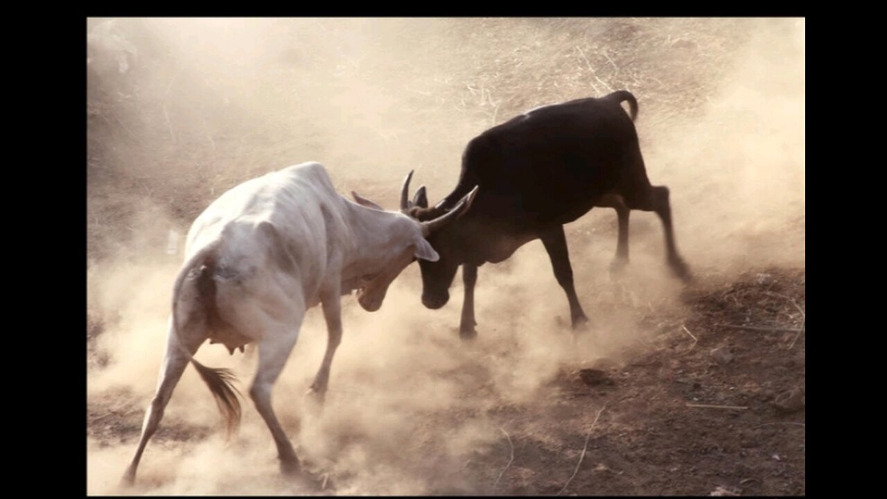 Cattle FIGHT!! Crazy...