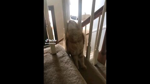 cats on stairs 😂