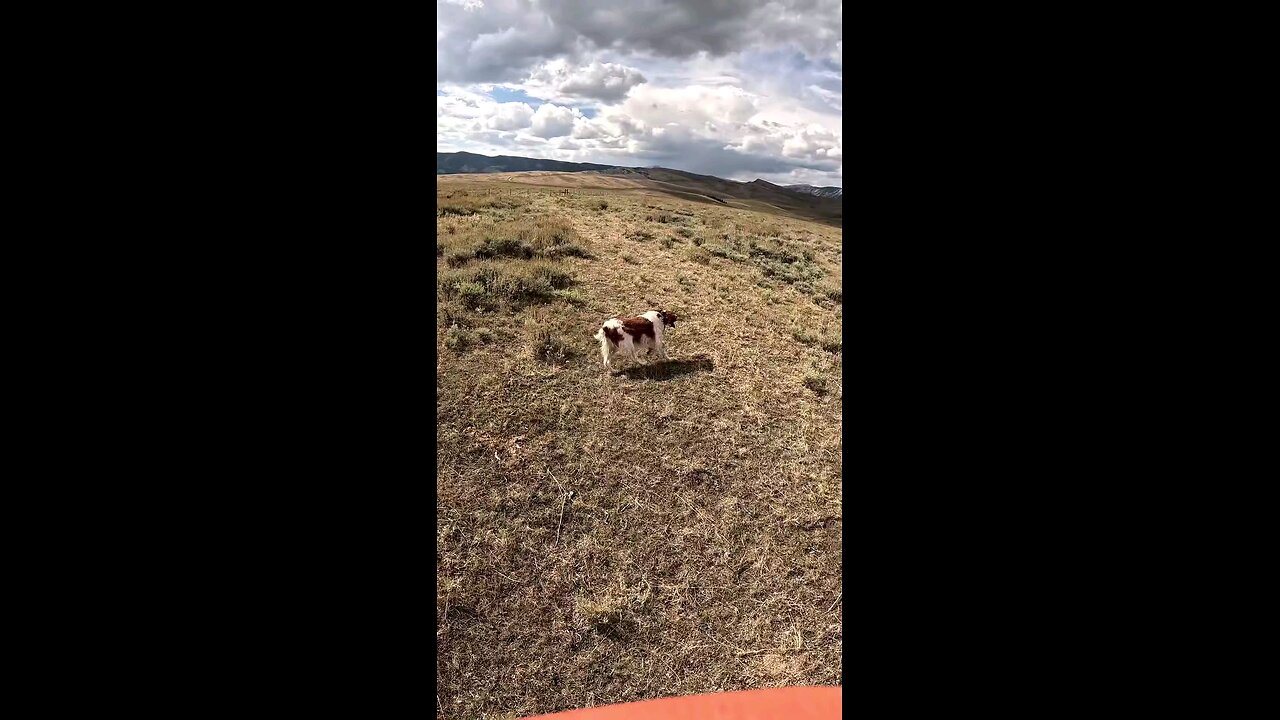 Huns instead of Sage Grouse
