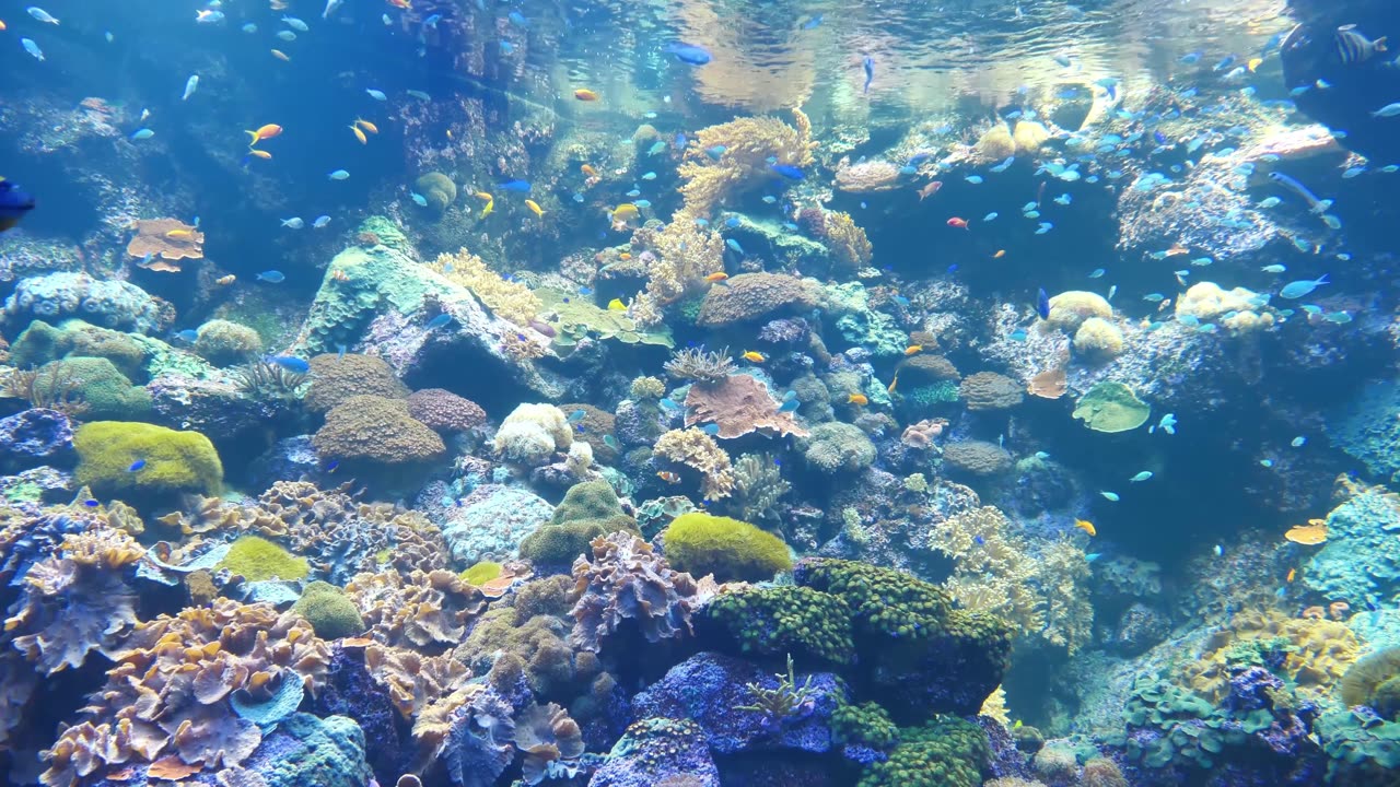 40 Min Relaxing Underwater Wildlife & Calming Music | 4K Ocean Ambience