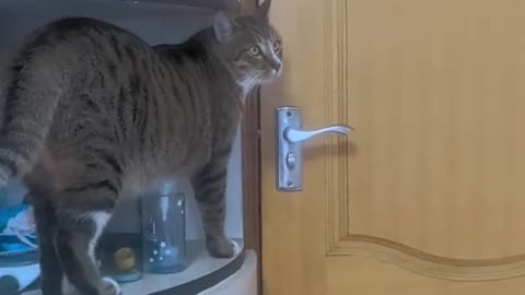 The cat can open the door by itself.
