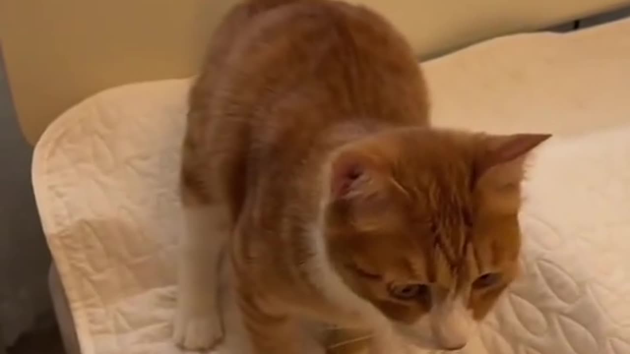 Cats