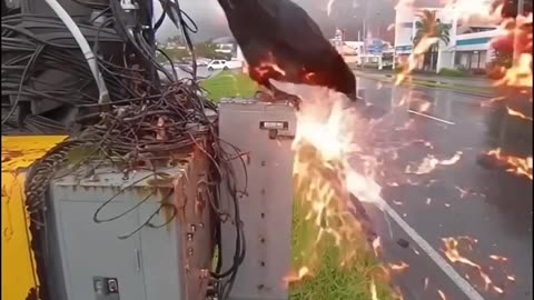 Poor Bird
