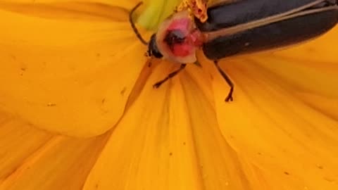 Wildflower and Insects in full effect XXXIV