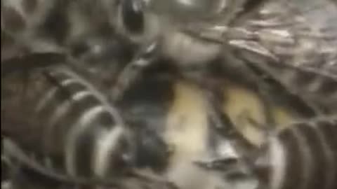 ABELHAS Vs VESPA GIGANTE