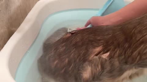 sparkling eyes blink slowly under soft towel wrap
