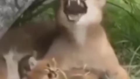 Meme