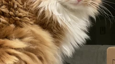 Cat Gags When He Hears Packing Tape