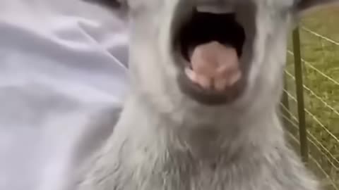 Funny animal vedio