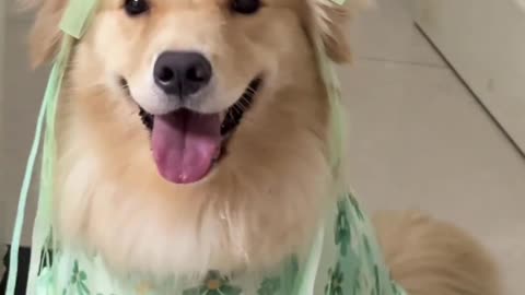 Is this a puppy that just walked out of a painting?