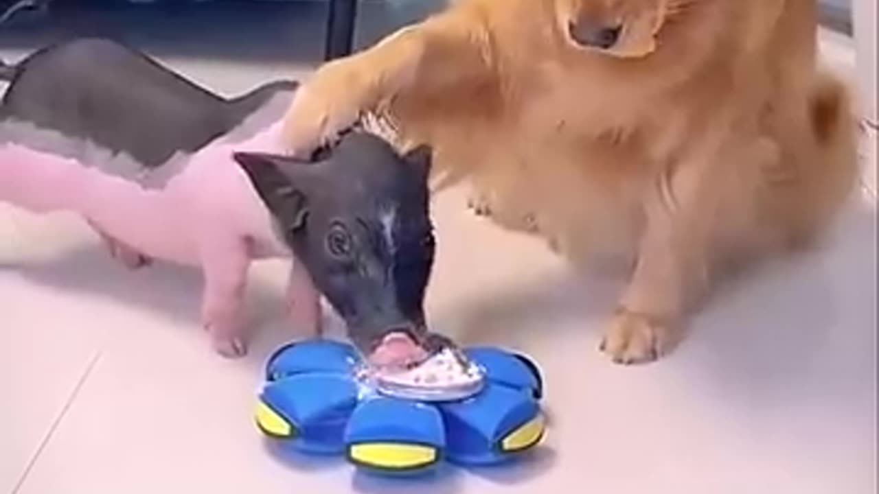 This is a very clever dog