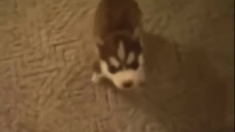 little puppy