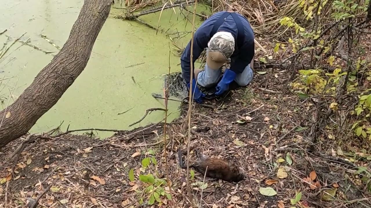 Giving a Skunk a Shot to go to Sleep