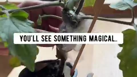 Honey the Natural rooting Hormone ✨️