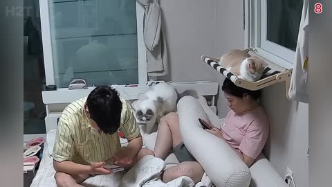 Top 100 Funniest Videos From Around The World 😂😁 Try Not To Laugh P1